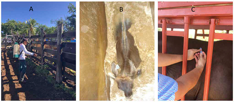 Distribución de la resistencia de la garrapata común del bovino (Rhipicephalus microplus) garrapata comun bovino 1
