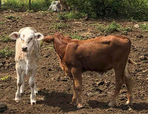 Eimeriosis en becerros Eimeriosis en becerros 1