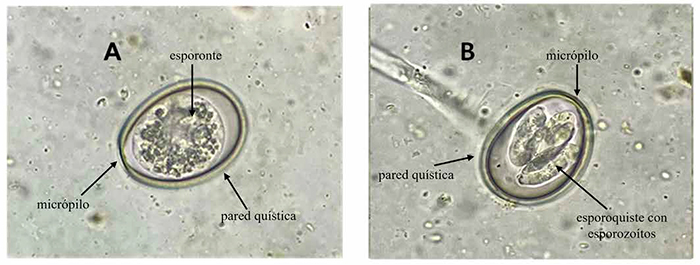 Eimeriosis en becerros Eimeriosis en becerros 2