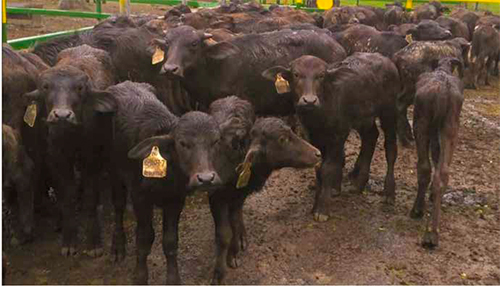 Eimeriosis en becerros Eimeriosis en becerros 3