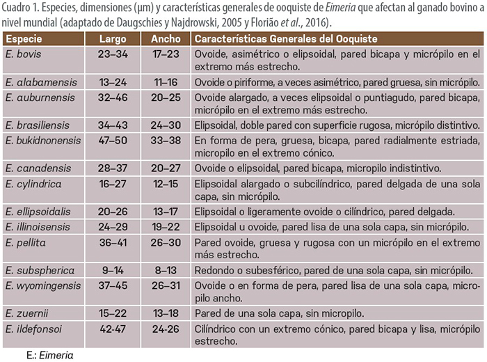Eimeriosis en becerros Eimeriosis en becerros 4