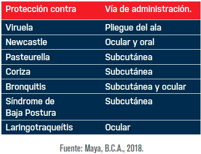 La avicultura orgánica en México avicultura organica