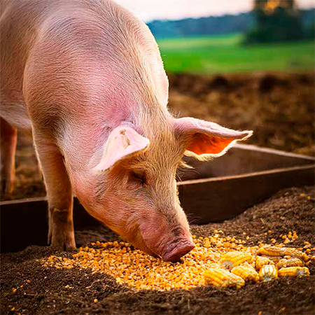Alimentación de cerdos de iniciación con alternativa del maíz ...
