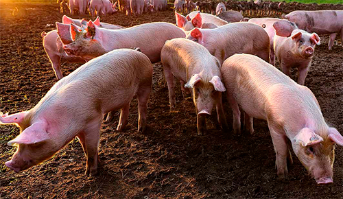 Alimentación de cerdos de iniciación con alternativa del maíz nixtamalizado y su subproducto industrializado Alimentacion cerdos iniciacion alternativa maiz