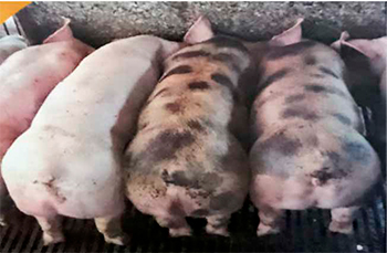 Alimentación de cerdos de iniciación con alternativa del maíz nixtamalizado y su subproducto industrializado Alimentacion cerdos iniciacion alternativa maiz