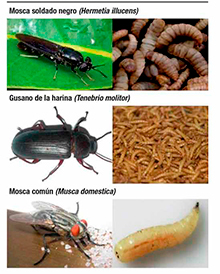 Insectos para alimentación animal Insectos alimentacion animal8