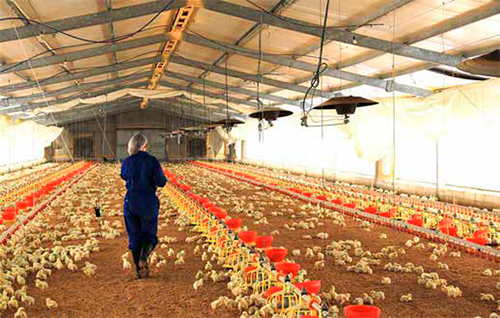 Cómo mejorar la activación del plato control por medio del uso de barreras anti-migratorias plato control barreras anti migratorias sephnos1