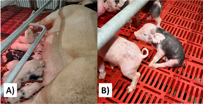 Splayleg…Ser lechón es más difícil de lo que parece Splayleg factores extrinsecos intrinsecos4
