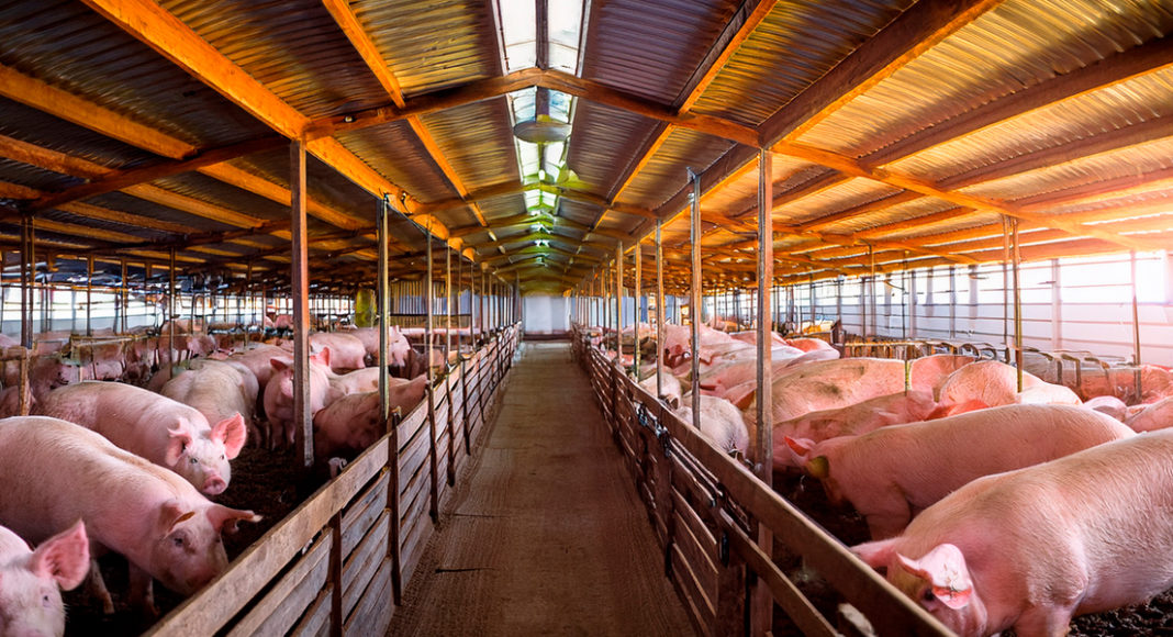 Clasificación IP en iluminación para animales