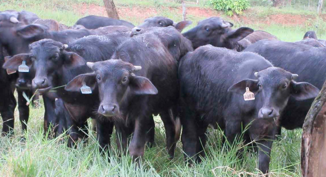 Porcicultura bufalo agua recurso estrategico produccion carne saludable alto valor nutricional
