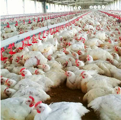 Buenas prácticas de captura, enjaulado & transporte de pollos a la planta de sacrificio Buenas practicas captura enjaulado transporte pollos1