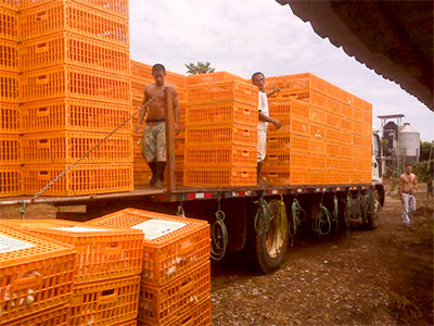 Buenas prácticas de captura, enjaulado & transporte de pollos a la planta de sacrificio Buenas practicas captura enjaulado transporte pollos2