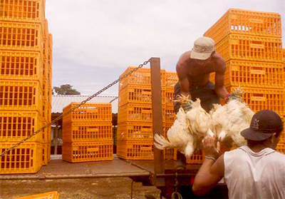Buenas prácticas de captura, enjaulado & transporte de pollos a la planta de sacrificio Buenas practicas captura enjaulado transporte pollos4