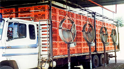 Buenas prácticas de captura, enjaulado & transporte de pollos a la planta de sacrificio Buenas practicas captura enjaulado transporte pollos6