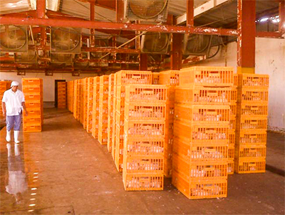 Buenas prácticas de captura, enjaulado & transporte de pollos a la planta de sacrificio Buenas practicas captura enjaulado transporte pollos7