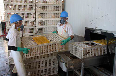 Buenas prácticas de captura, enjaulado & transporte de pollos a la planta de sacrificio Buenas practicas captura enjaulado transporte pollos8