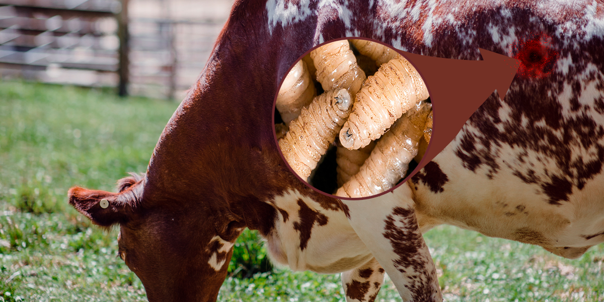 La Problemática del Gusano Barrenador del Ganado (Cochliomyia hominivorax) - BM Editores