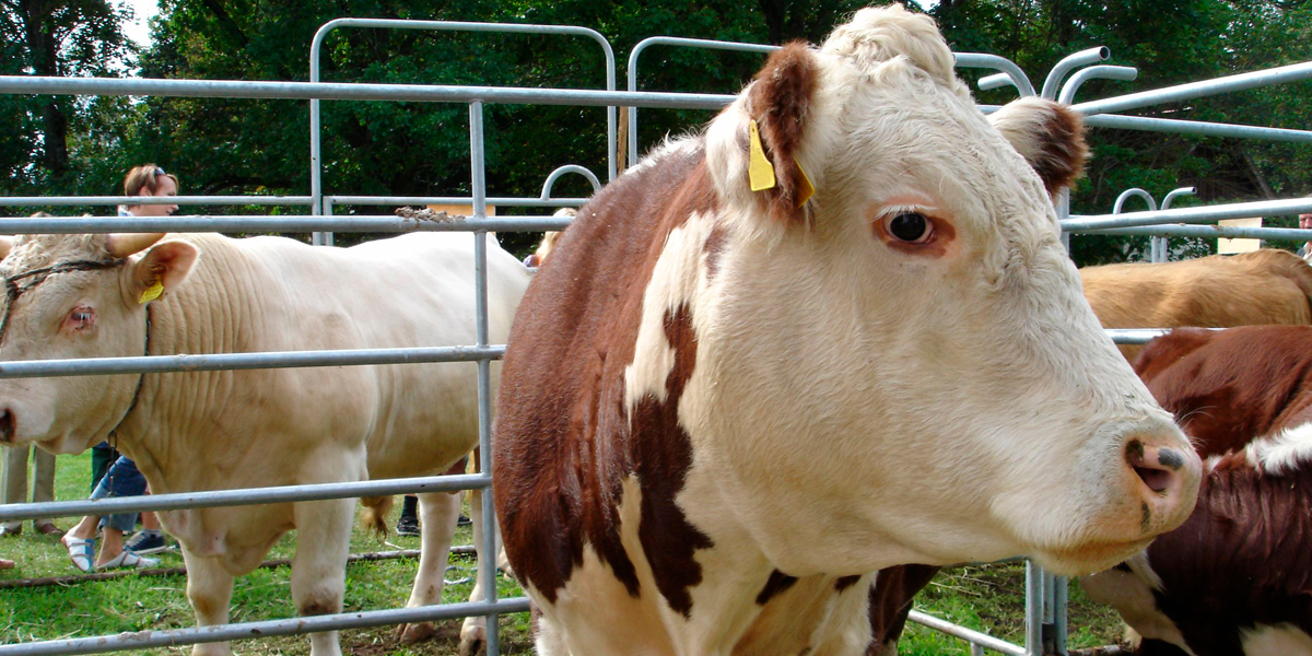 Da a conocer Senasica acciones de México y EU contra el GBG - BM Editores