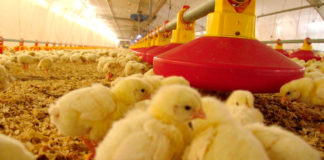 ¿Cómo mejorar y aumentar la producción de pollo en México?