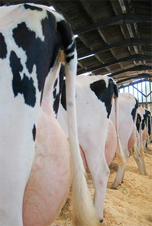 Control y beneficios del ciclo en vacas Control beneficios ciclo vacas1