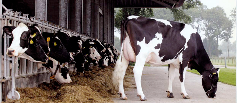 Control y beneficios del ciclo en vacas Control beneficios ciclo vacas2