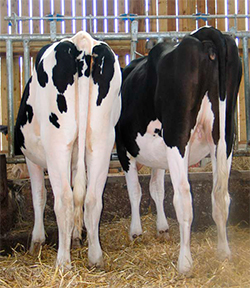 Control y beneficios del ciclo en vacas Control beneficios ciclo vacas3