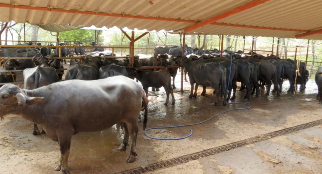 Ganaderia Leche bufala agua