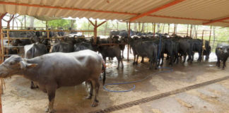 Leche de búfala de agua: Constituyentes químicos y características físicas