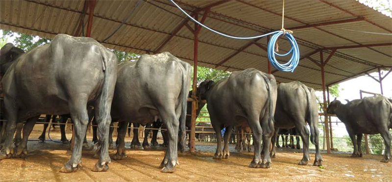 Leche de búfala de agua: Constituyentes químicos y características físicas Leche bufala agua1
