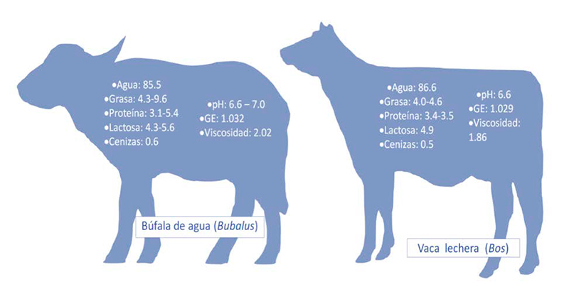 Leche de búfala de agua: Constituyentes químicos y características físicas Leche bufala agua2