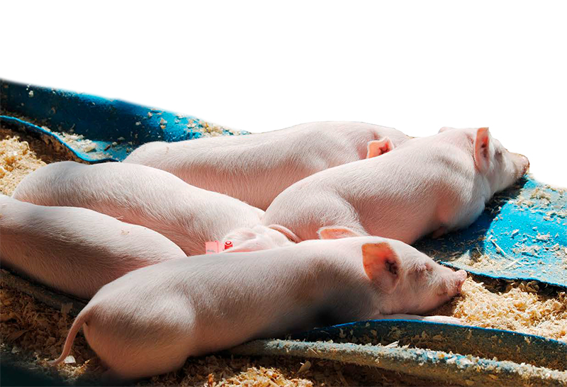 Optimización del bienestar animal a través del reconocimiento etológico del dolor Optimizacion bienestar animal reconocimiento etologico dolor 2