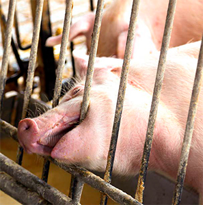 Optimización del bienestar animal a través del reconocimiento etológico del dolor Optimizacion bienestar animal reconocimiento etologico dolor 3