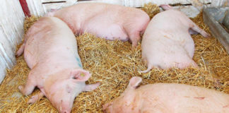 Optimización del bienestar animal a través del reconocimiento etológico del dolor