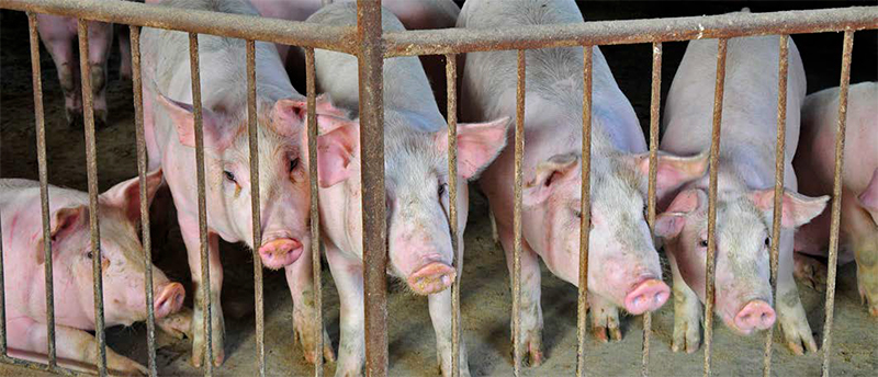 Optimización del bienestar animal a través del reconocimiento etológico del dolor Optimizacion bienestar animal reconocimiento etologico dolor 4