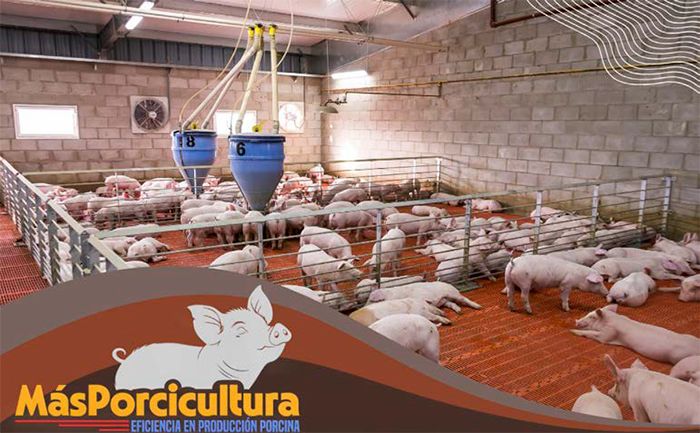Producción porcina: clave en economía centroamericana. Produccion porcina clave economia centroamericana2