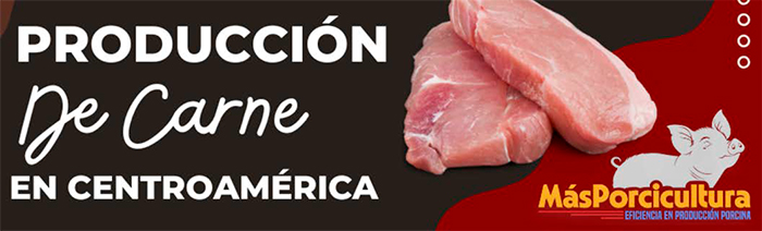 Producción porcina: clave en economía centroamericana. Produccion porcina clave economia centroamericana3