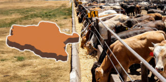 Decide Sukarne no introducir ganado de Centroamérica a Durango