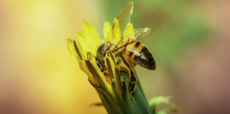 Las abejas, promotoras del equilibrio ecológico