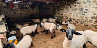 Entre concreto y pasto: Sustentabilidad en una engorda de ovinos en suelo de conservación de la CDMX