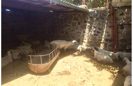 Entre concreto y pasto: Sustentabilidad en una engorda de ovinos en suelo de conservación de la CDMX engorda ovinos suelo conservacion CDMX 3