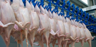 La guerra comercial internacional y su impacto en la producción de la carne de pollo