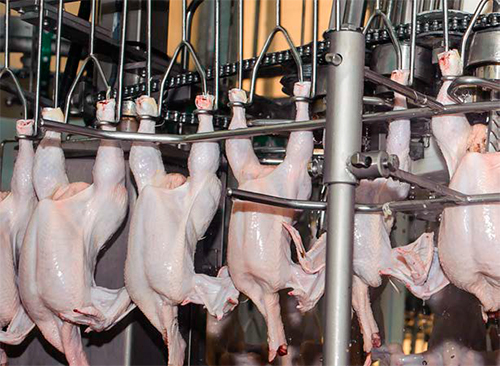 La guerra comercial internacional y su impacto en la producción de la carne de pollo impacto produccion carne pollo5
