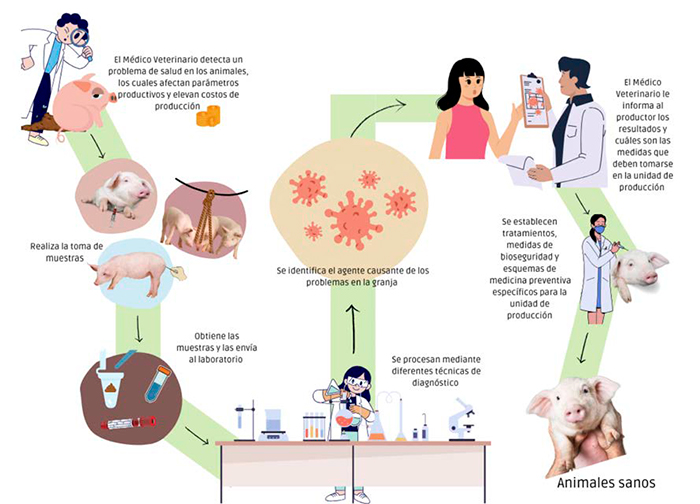La importancia de las enfermedades gastrointestinales en cerdos importancia enfermedades gastrointestinales cerdos 4