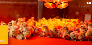 La importancia del manejo de la iluminación en la producción de pollo de engorde y huevo
