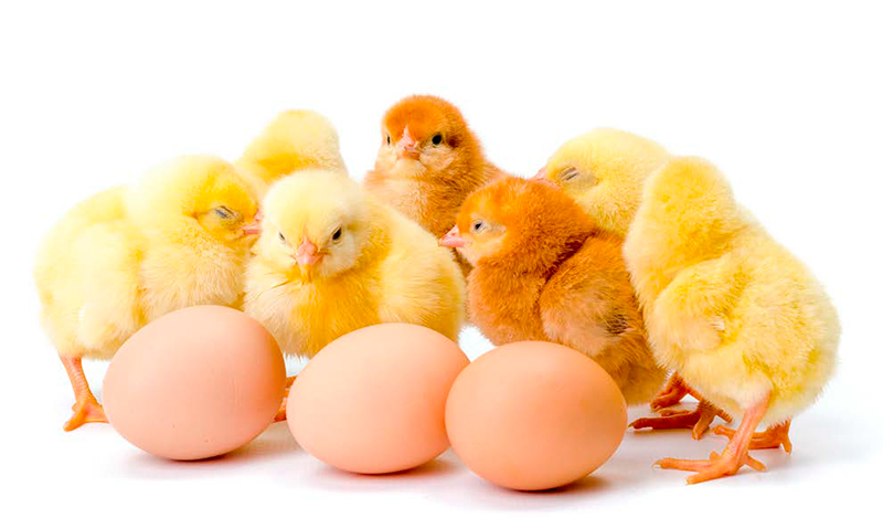 La importancia del manejo de la iluminación en la producción de pollo de engorde y huevo importancia manejo iluminacion produccion pollo1