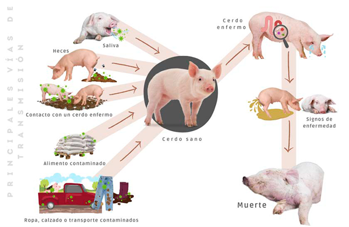 La importancia de las enfermedades gastrointestinales en cerdos kz9wzs1b importancia enfermedades gastrointestinales cerdos 3