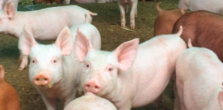 El papel de las tetraciclinas como antibióticos de primera acción