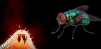 Anuncia el USDA iniciativa para combatir el NWS
