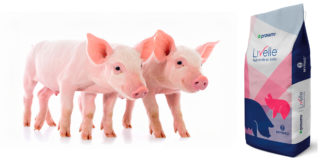 Cargill impulsa la innovación en el sector porcícola con Livapig