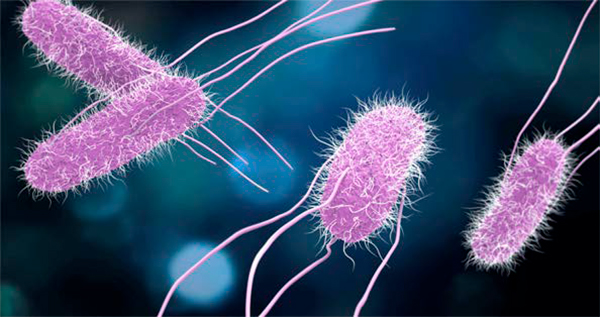 Contaminación bacteriana en huevos Contaminacion bacteriana huevos5